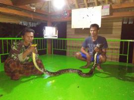 Kejar Luwak, Pulang Bawa Phiton