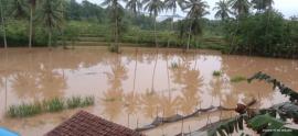 Kali Oya Meluap Rendam Beberapa Lahan Warga