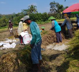 Masuk Masa Panen,  Sebagian Petani Memulai Panen Padi 